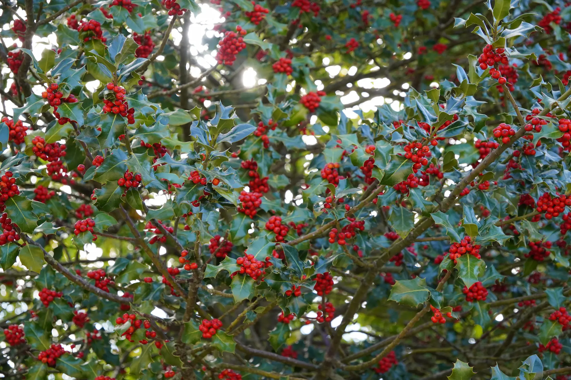 Vista de los acebales de Oncala